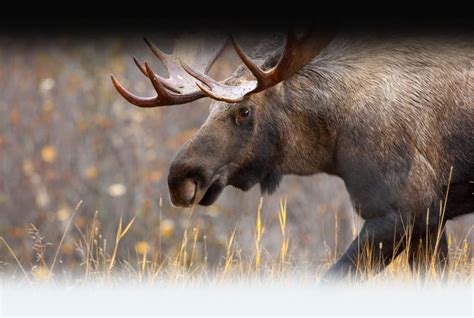 Canadian Moose Hunts And Hunting Adventures In Bc Canada