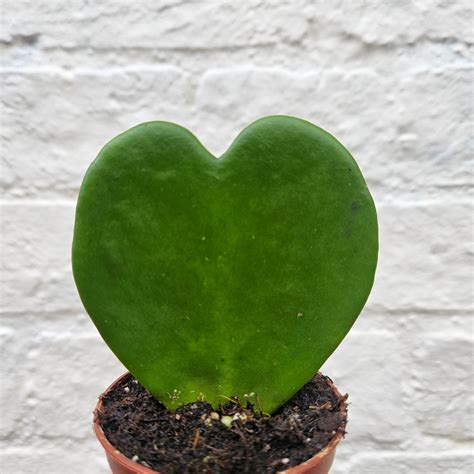 Hoya kerrii (Sweetheart plant) 2 varieties | Between Two Thorns