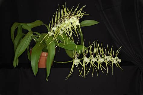 Brassia Rex Orchid Hybrid Care And Culture Travaldos Blog