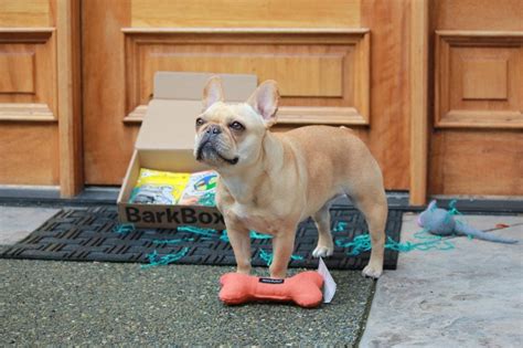 boston terrier  french bulldog comparing  wonderful breeds