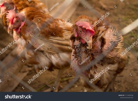 Unhealthy Naked Chicken Portrait Chicken Closeup Stock Photo 1113435236 Shutterstock