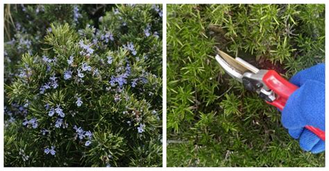 Pruning Rosemary - How and When to Prune Rosemary Plants & Bushes