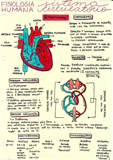 Sistema Cardiovascular Resumo - Sistema circulatório (ou cardiovascular) [resumos e mapas mentais ...