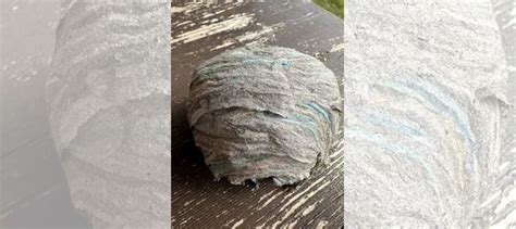 Осиное гнездо купить в Перми | Хобби и отдых | Авито