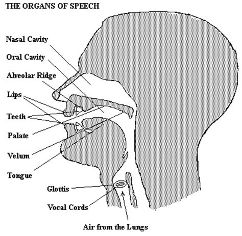 Wisdoms English English Sounds Phonology