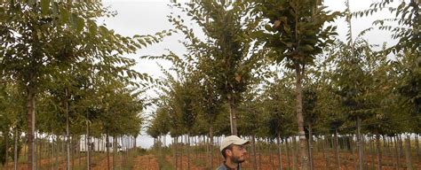 Zelkova Serrata Fastigiata Guillot Bourne