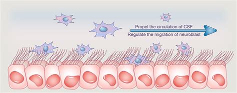 Frontiers | Ependymal Cilia: Physiology and Role in Hydrocephalus