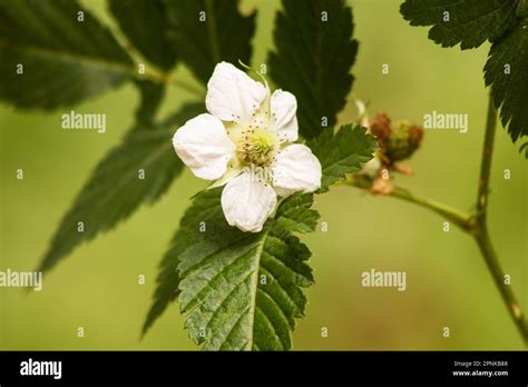 Raspberry Plant And Flower On Natural Background Stock Photo Alamy