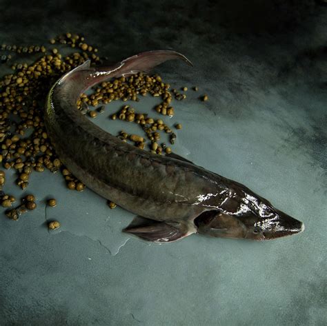 Фотогалерея Живые Сибирский осетр и стерлядь, Копченая продукция из ...