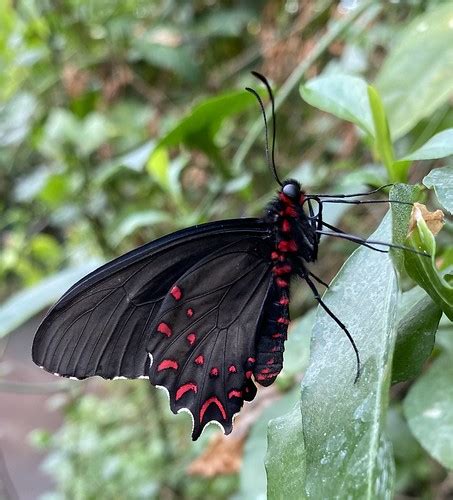 Stratford Butterflies N LOVIBOND Flickr