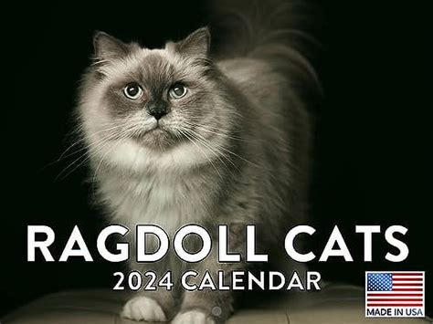 Ragdoll Cat Calendar 2024 Wall Calander