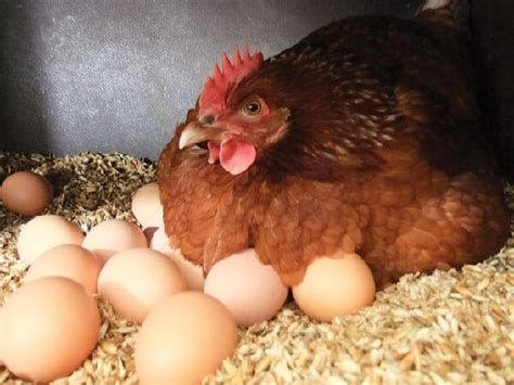 Топ-10 интересных фактов о куриных яйцах, которых вы не знали