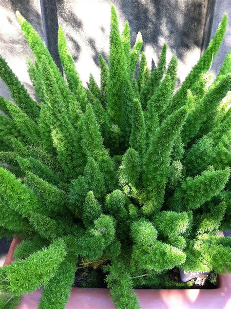 Foxtail Plant Database Plants