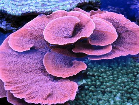 Морская живность - Наши работы | ECOREEF