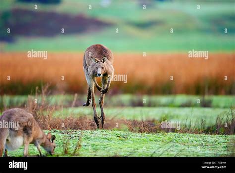 eastern gray kangaroo macropus giganteus male jumping australia