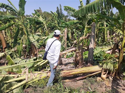 El gobierno provincial decretó la emergencia agrícola en Formosa NEA HOY