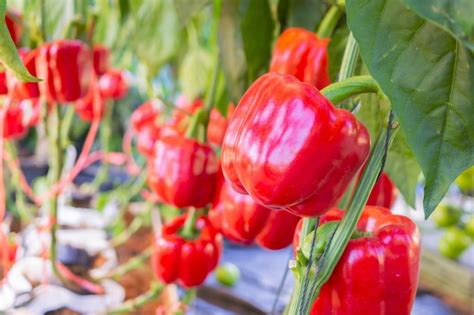 Premium Photo | Red bell pepper plant growing in organic garden