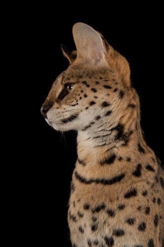 Serval Named Kenya Leptailurus Serval Joel Sartore