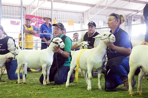 Dorper Sheep Society Australia Photos Category Dssa National Show