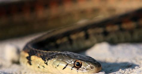 nature conservancy  linkedin  creepy animals  benefit