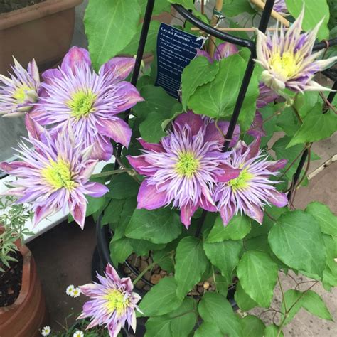 Clematis 'Crystal Fountain'™ evipo038, Clematis 'Crystal Fountain ...