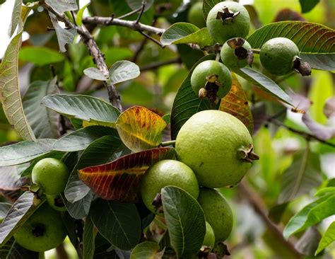 Ruby Supreme Guava Trees Buying & Growing Guide | Trees.com