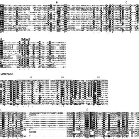 Conserved Domains Of RdRP Amino Acid Sequences Identified In CuPV 1