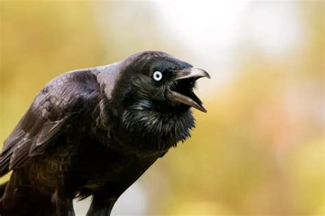 Crow attack leaves man bleeding in Cork suburb plagued by 'anxious' birds - Cork Beo