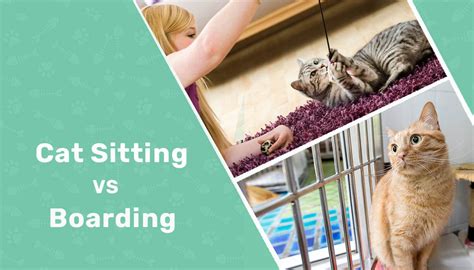 Cat Sitting Vs Boarding What To Consider Pros Cons Vet Reviewed