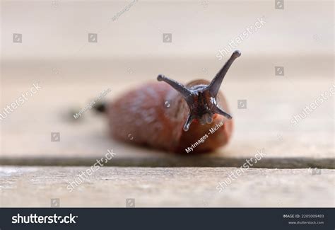 Naked Slug On Wooden Floor Selective Stock Photo Shutterstock