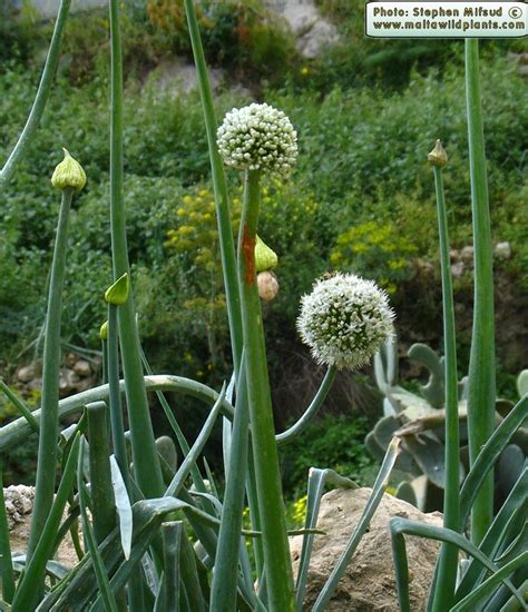 Allium cepa (Garden Onion) : MaltaWildPlants.com - the online Flora of the Maltese Islands.