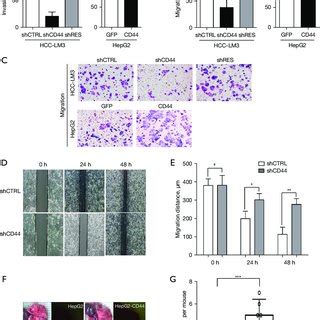 Cd Promoted Hcc Cell Migration And Invasion In Vitro And In Vivo