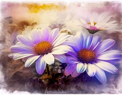 flowers leucanthemum  stock photo public domain pictures