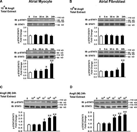 Angiotensin II Activates Signal Transducer and Activators of ... 