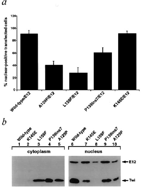 Subcellular Distribution Of The Wild Type And Mutant Twist Proteins In