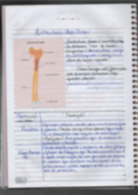 Anatomia Dos Sistemas Orgânicos - 7