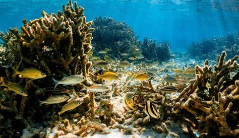 CAF invertirá US millones para preservar océanos en América Latina y el Caribe hnews