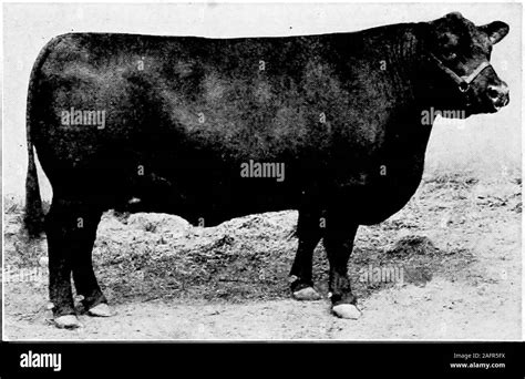 Western Agriculture Figure 116—a Prize Winning Hereford Cow The