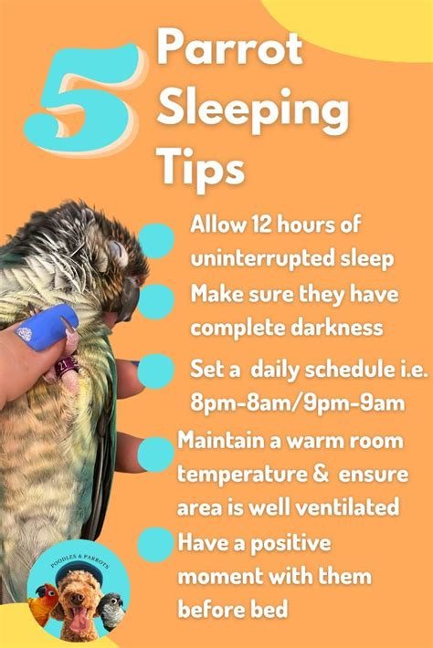 Your bird's sleep is important!💤 | Veterinária, Medicina veterinária ...