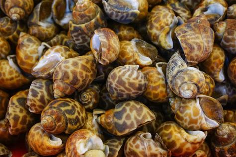 รูปภาพAreola – เลือกดูภาพถ่ายสต็อก เวกเตอร์ และวิดีโอ2,447 | Adobe Stock