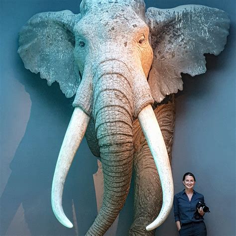 Largest Elephant In The World On Record
