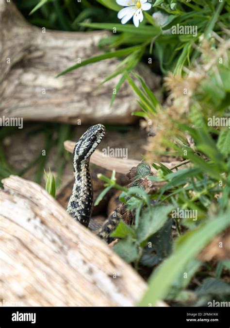 Male Adder Snake Close Up Of Head Stock Photo Alamy