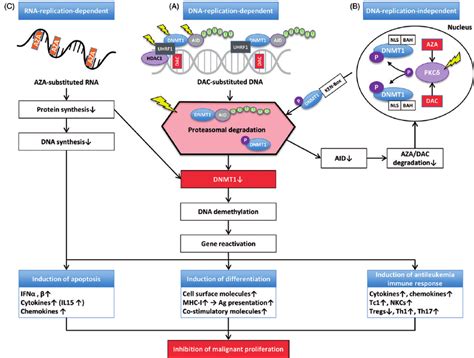 Mechanisms Of Action Of Aza And Dac A Dac Is Incorporated Into Dna