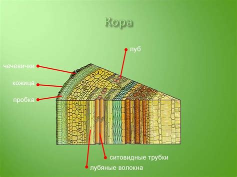 Ботаника. Подготовка к ОГЭ. Часть 1 - презентация онлайн