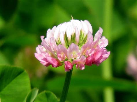 Клевер розовый: описание, фотографии, значение для пчеловодства