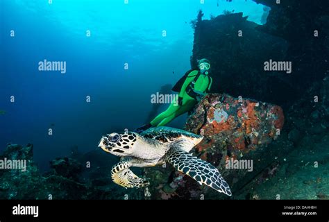 Hawksbill Turtle Eretmochelys Imbricata And Blonde Female Scuba