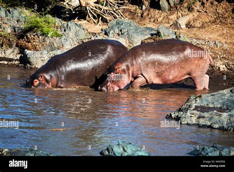 hippopotamus hippo africa  res stock photography  images alamy