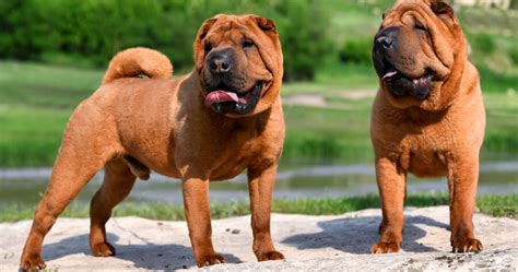 Molosser Hunde Beliebteste Rassen Und Arten