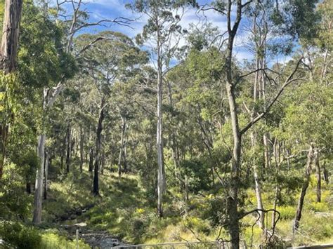 Best 10 Hikes And Trails In Wombat State Forest AllTrails