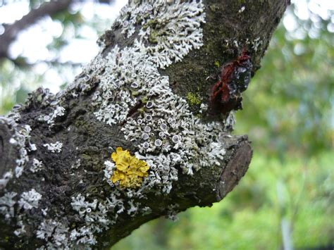 Сажистый грибок на яблоне (76 фото)